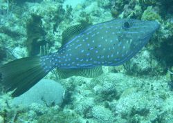 Filefish by Lora Tucker 